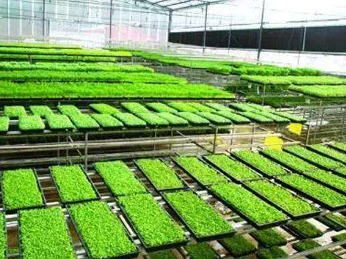 水稻育秧設(shè)備有幾種用法？